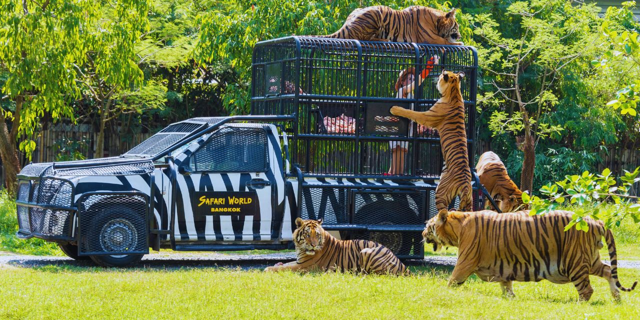 safari world tigers